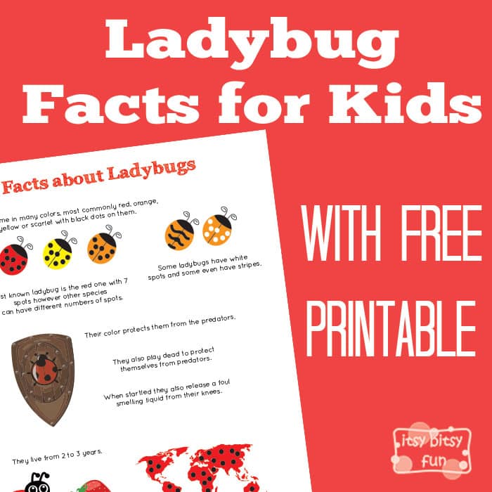 Fun Ladybug Facts for Kids