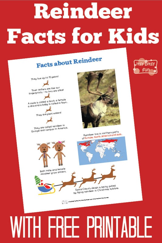 Fun Reindeer Facts for Kids