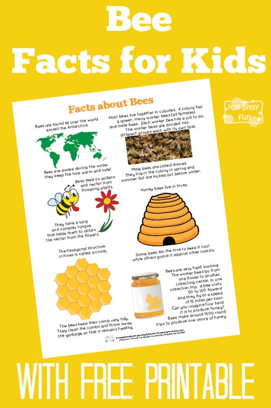Fun Bee Facts for Kids 