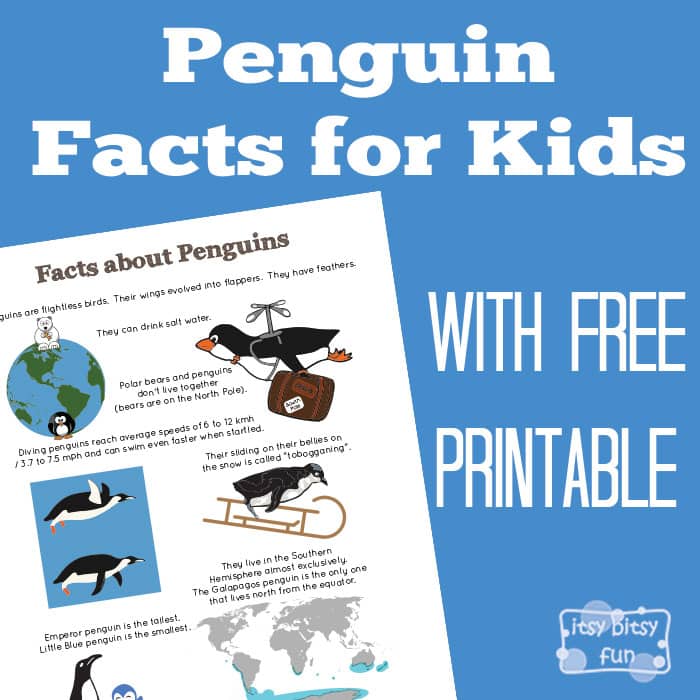 Fun Penguin Facts for Kids