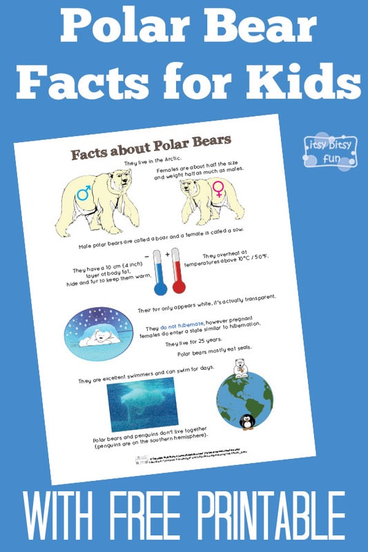 Fun Polar Bear Facts for Kids