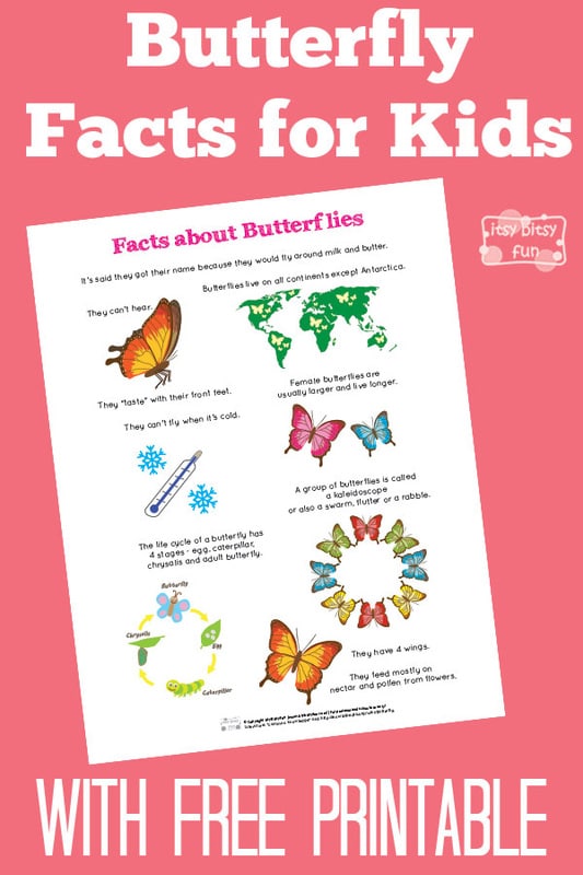 Fun Butterfly Facts for Kids