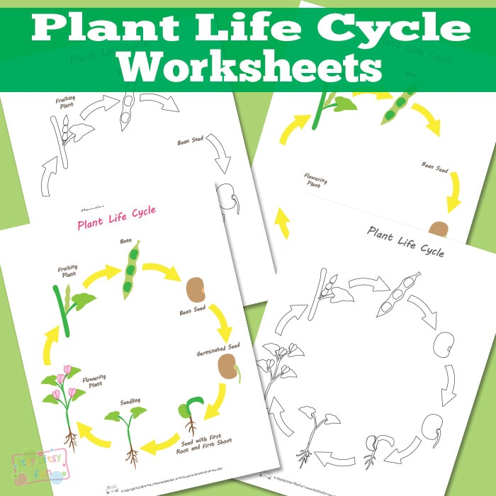 Plant Life Cycle Worksheet Itsybitsyfun Com