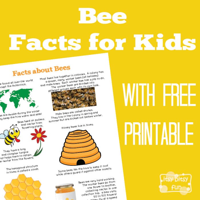 Fun Bee Facts for Kids 