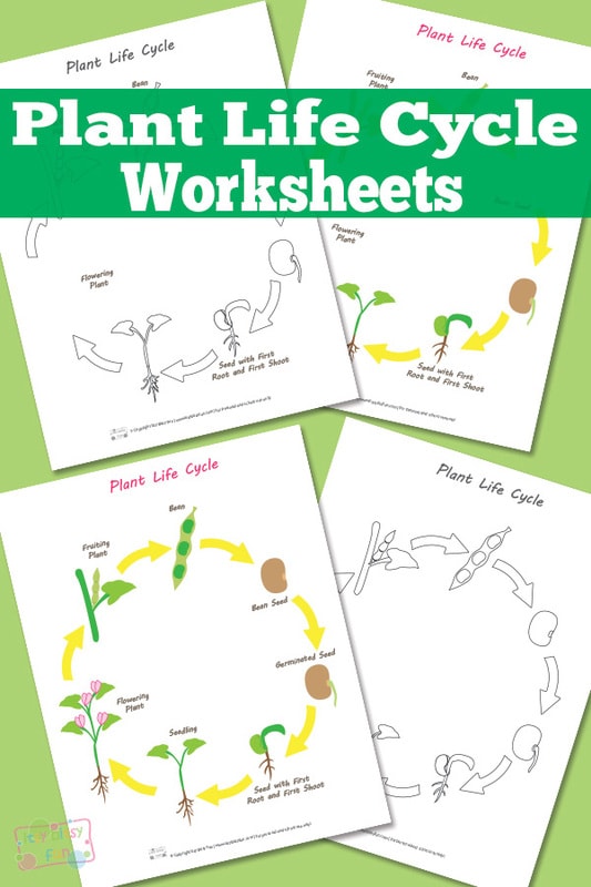 Plant Life Cycle Worksheets and Diagrams