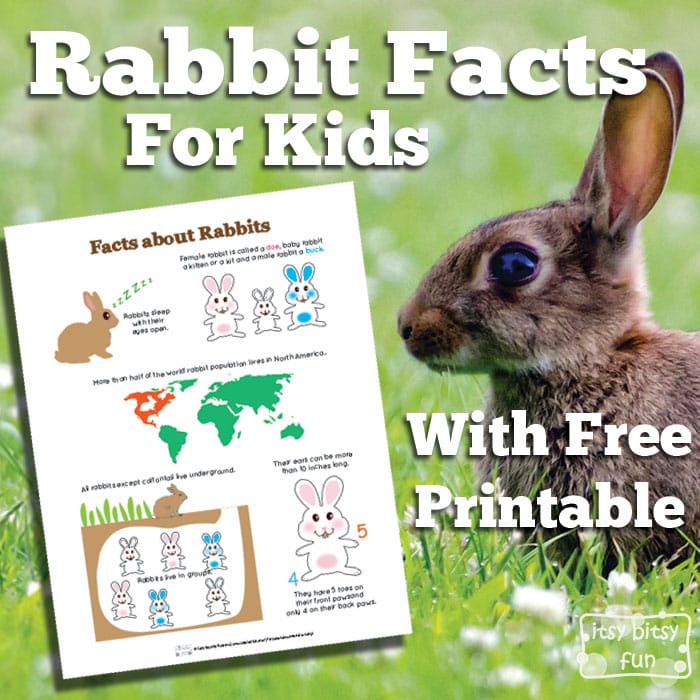 Fun Rabbit Facts for Kids