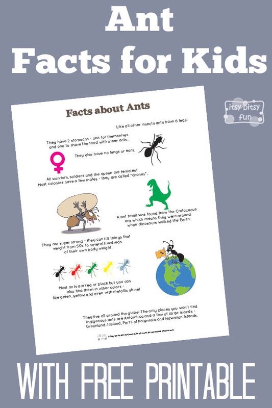 Fun Ant Facts for Kids