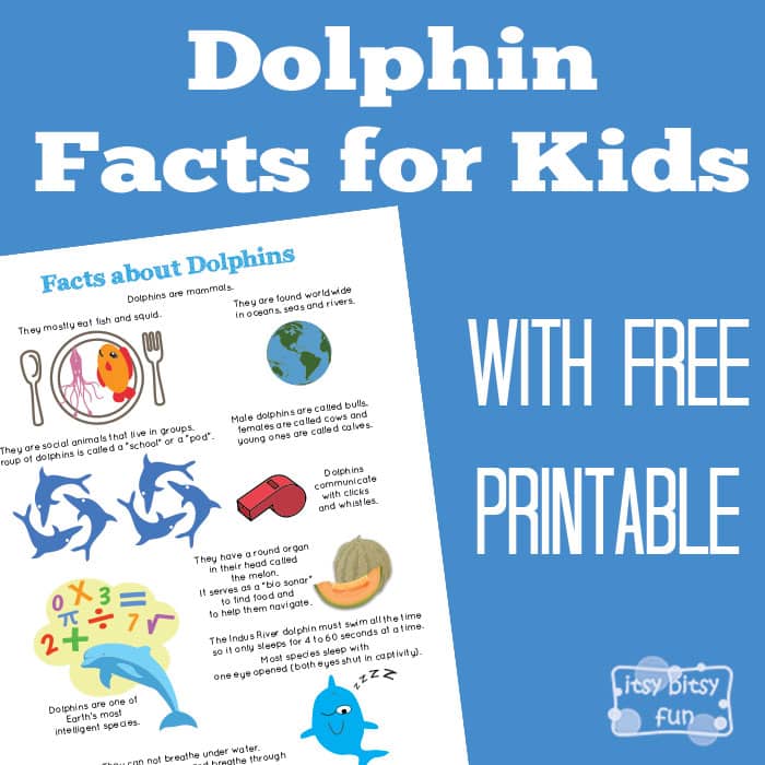 Dolphin Facts for Kids - itsybitsyfun.com