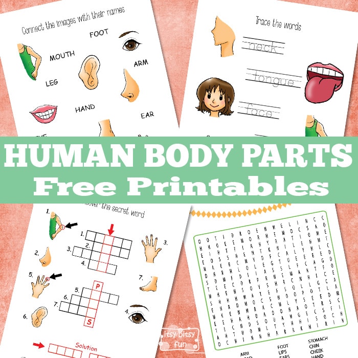 Human Body Parts Worksheets Itsybitsyfun Com