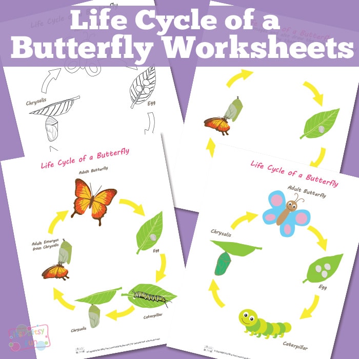 Life Cycle of a Butterfly Worksheets