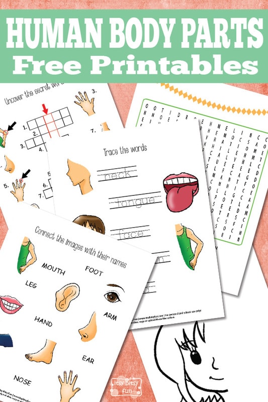 Pritnable Human Body Parts Worksheets